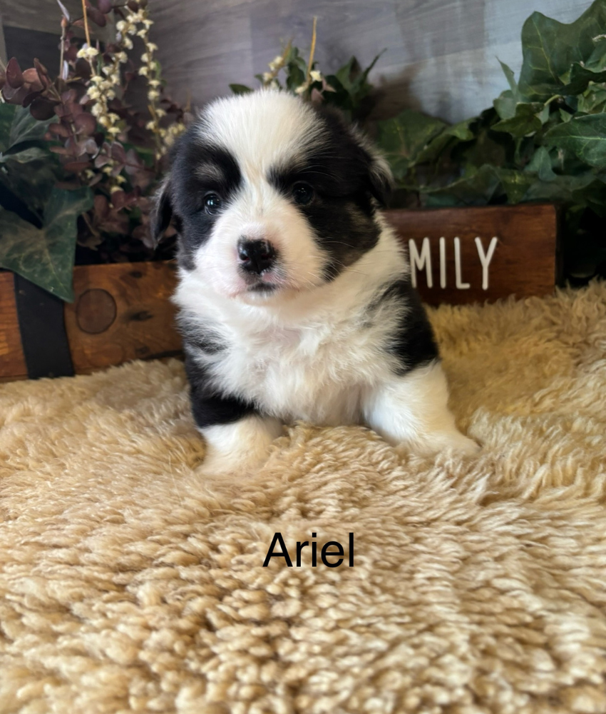 Corgi puppy for sale - Ranch Hand Corgis North Missouri