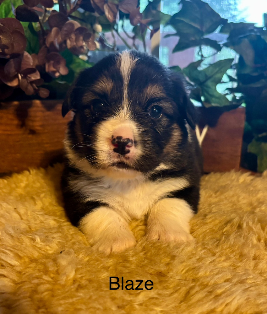 Corgi puppy for sale - Ranch Hand Corgis North Missouri