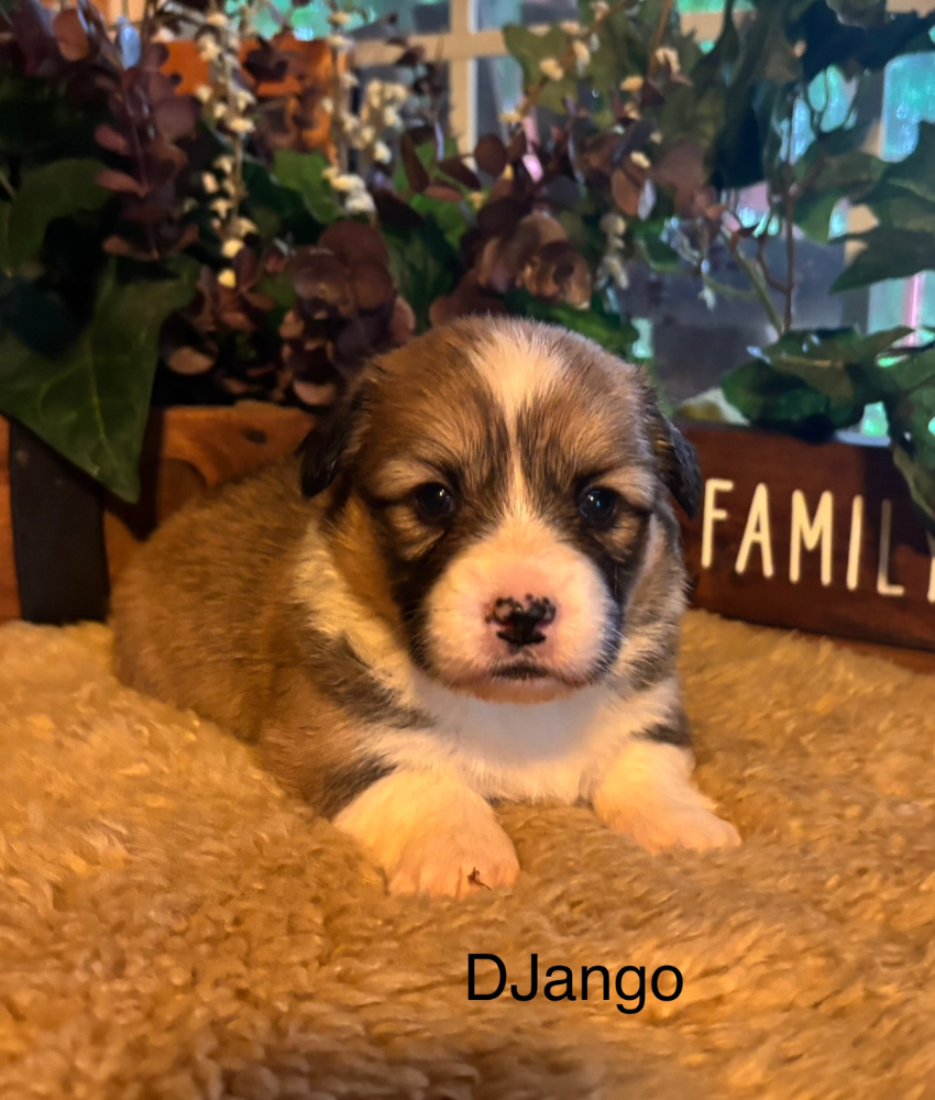 Corgi puppy for sale - Ranch Hand Corgis North Missouri