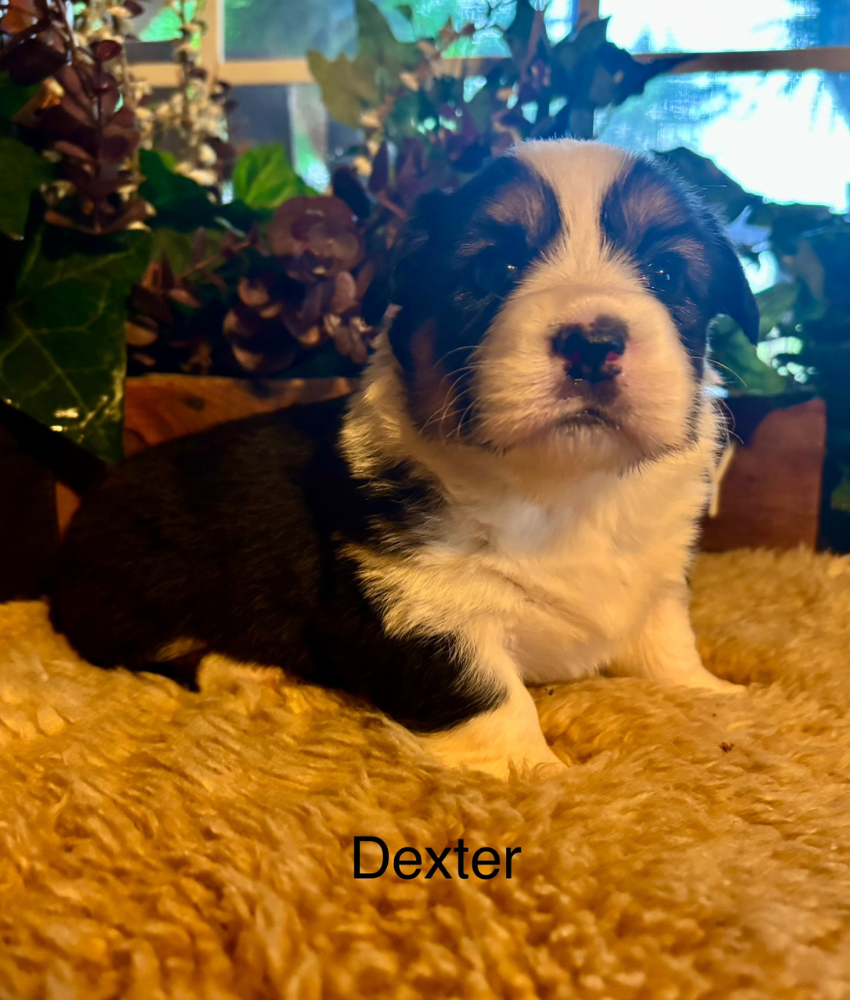 Corgi puppy for sale - Ranch Hand Corgis North Missouri
