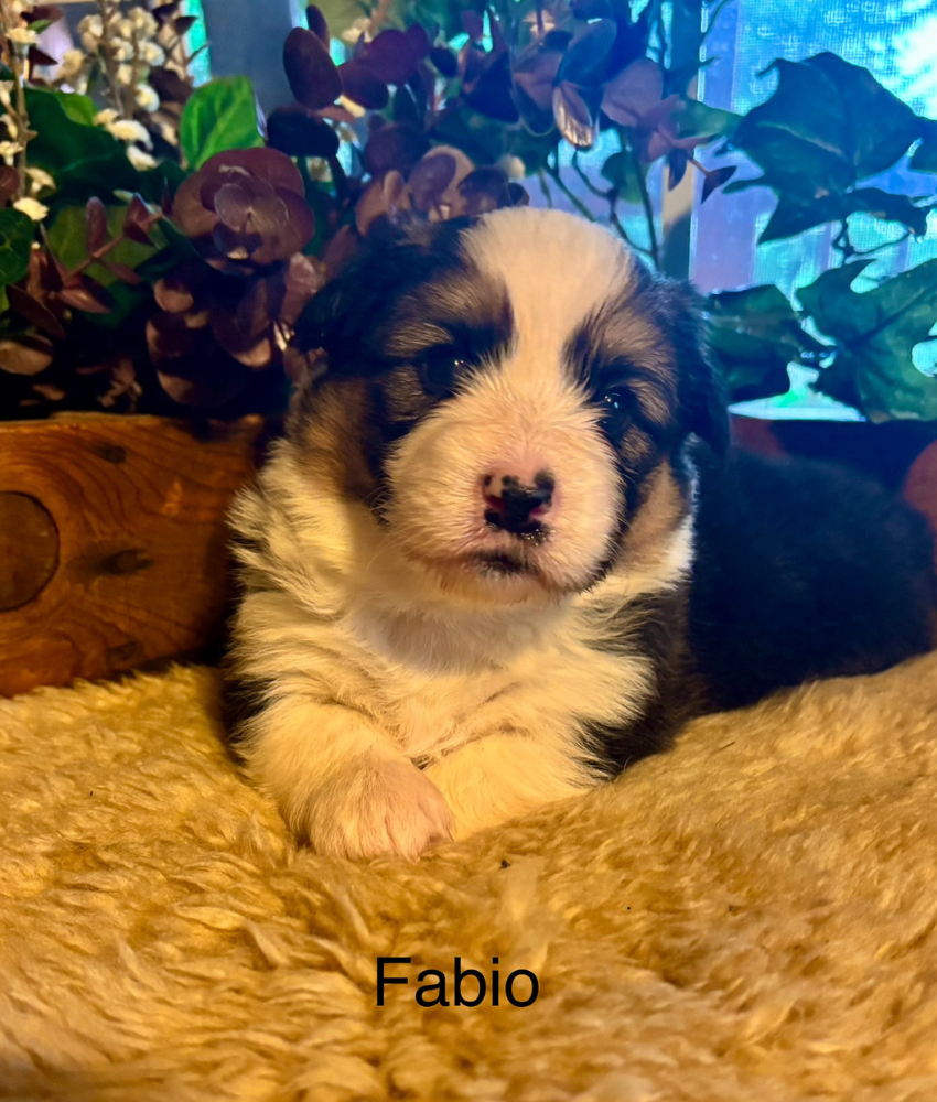 Corgi puppy for sale - Ranch Hand Corgis North Missouri
