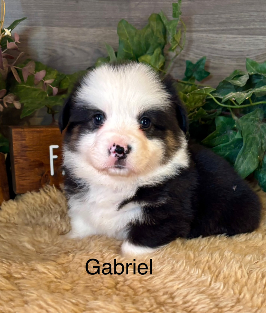 Corgi puppy for sale - Ranch Hand Corgis North Missouri