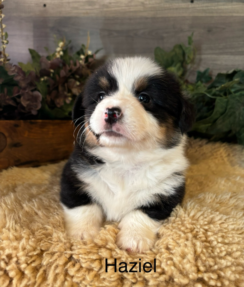Corgi puppy for sale - Ranch Hand Corgis North Missouri