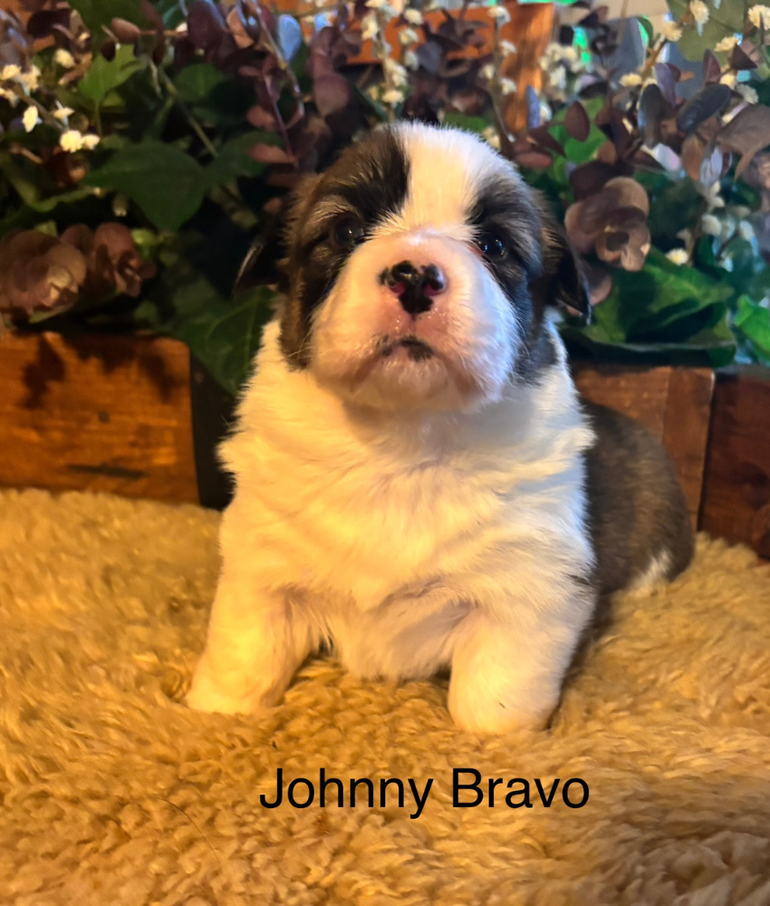 Corgi puppy for sale - Ranch Hand Corgis North Missouri