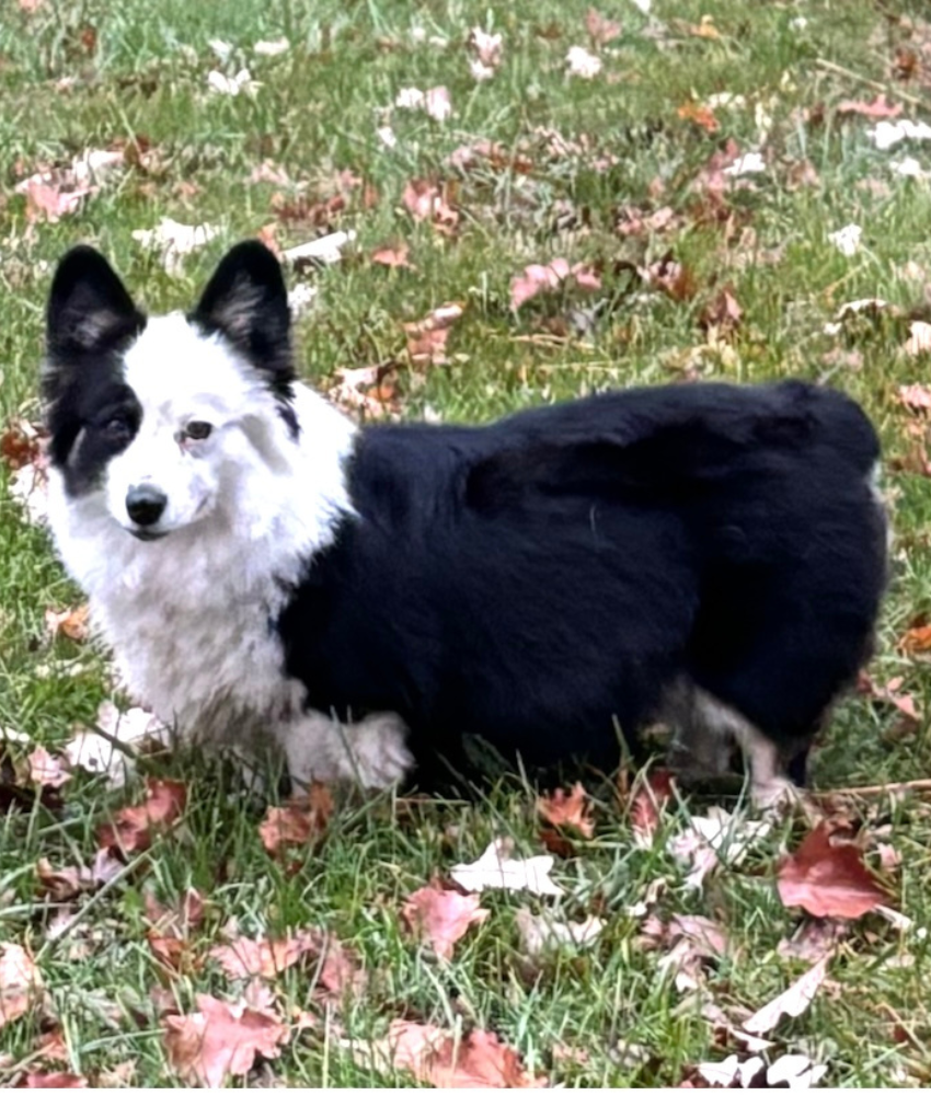 Ranchhand Corgis North - Monica