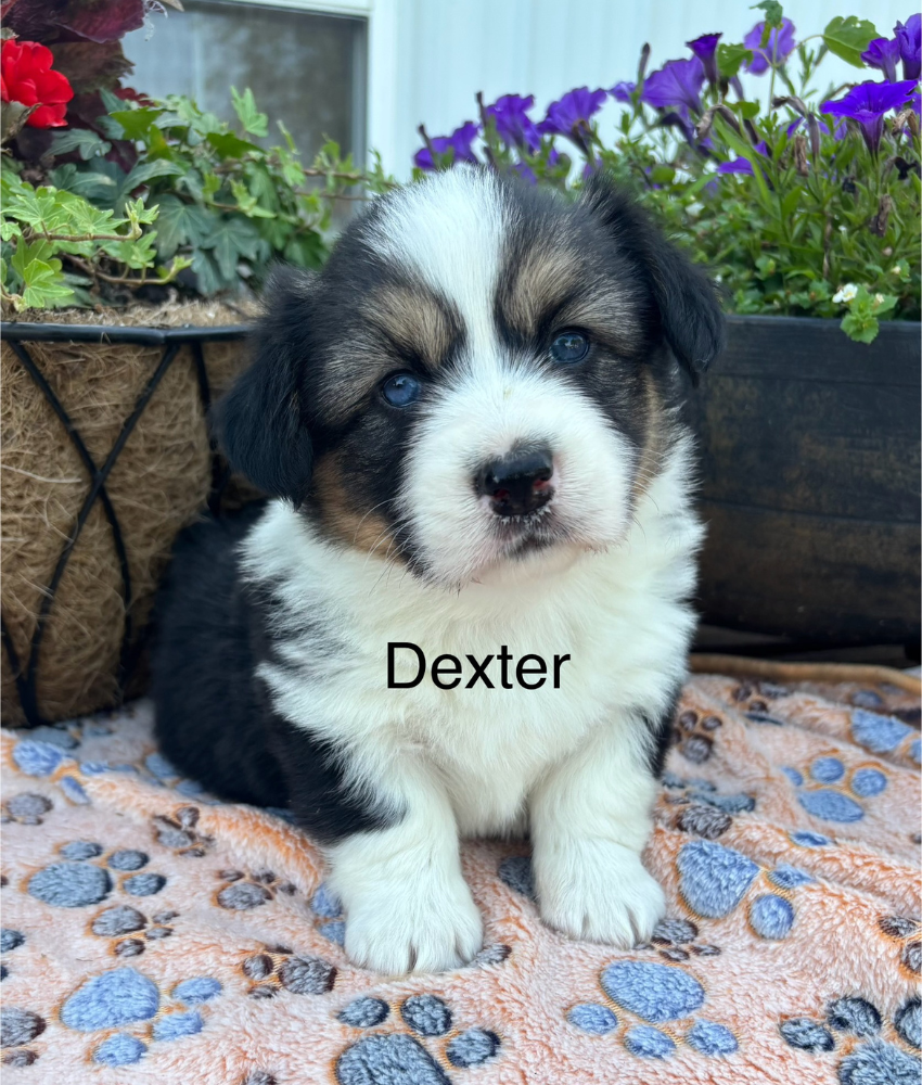 Ranchhand - Tessa - Dexter