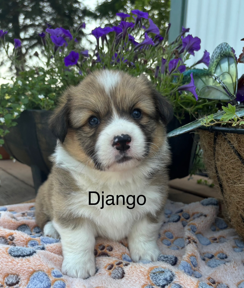 Ranchhand - Tessa - Django
