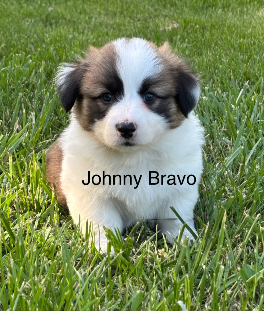 Ranchhand - Tessa - Johnny Bravo