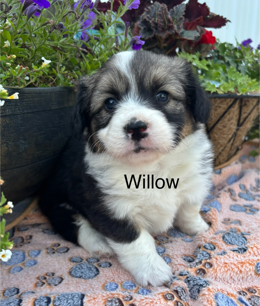 Ranchhand - Tessa - Willoa
