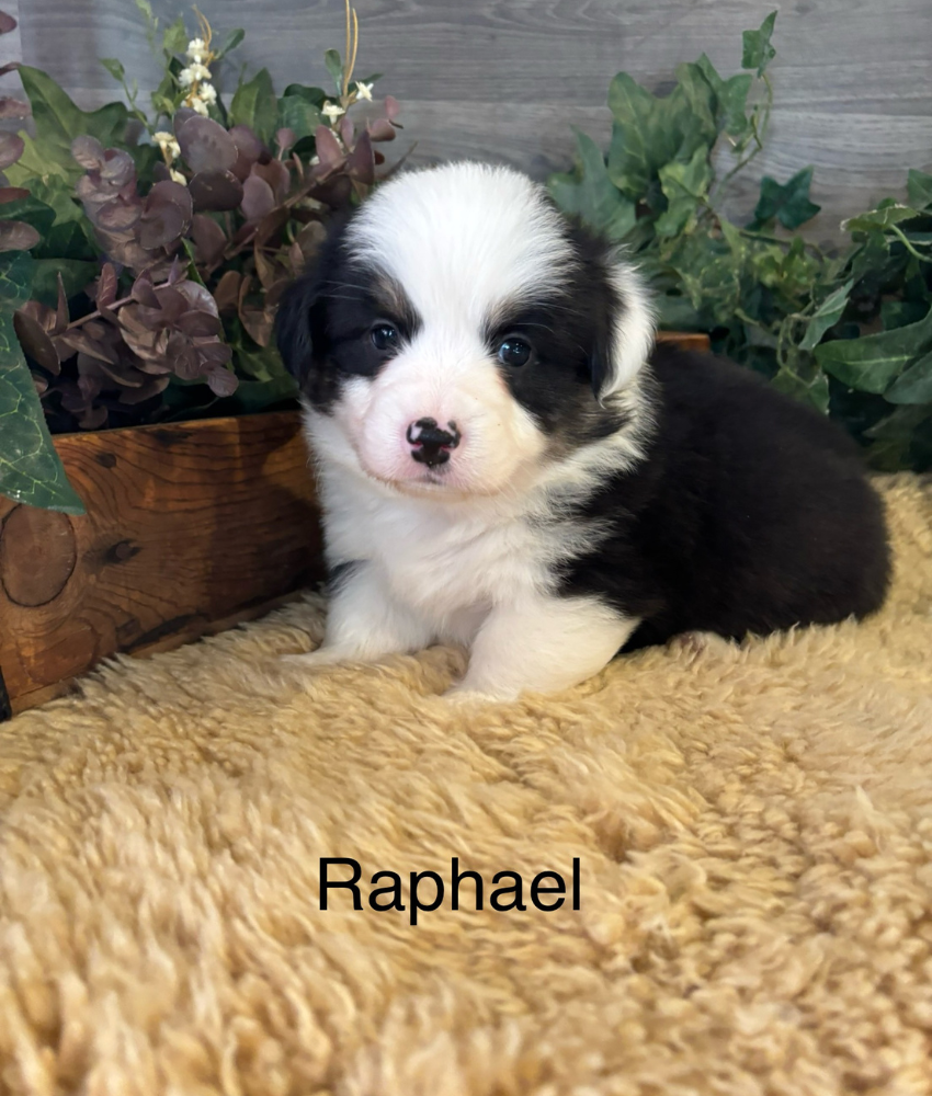 Corgi puppy for sale - Ranch Hand Corgis North Missouri