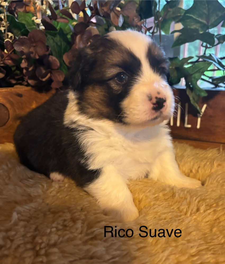 Corgi puppy for sale - Ranch Hand Corgis North Missouri