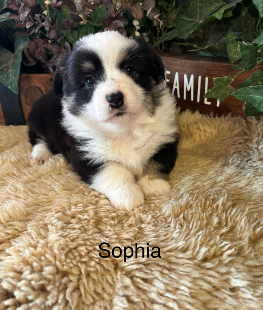 Corgi puppy for sale - Ranch Hand Corgis North Missouri