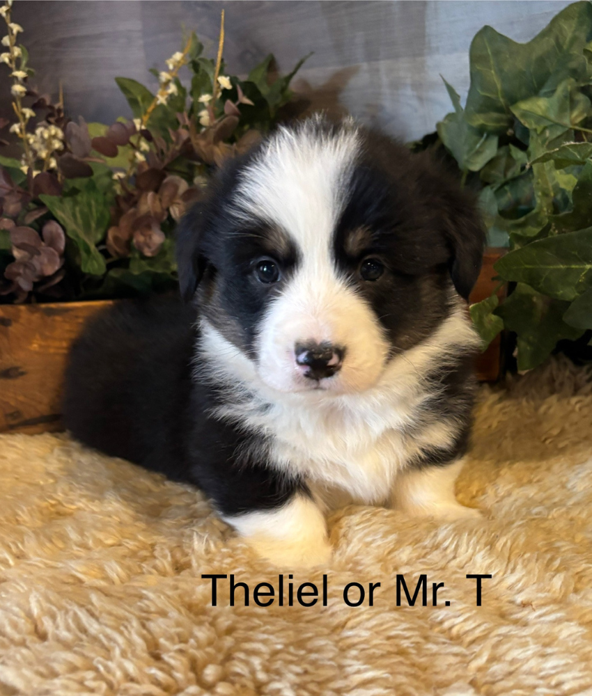 Corgi puppy for sale - Ranch Hand Corgis North Missouri