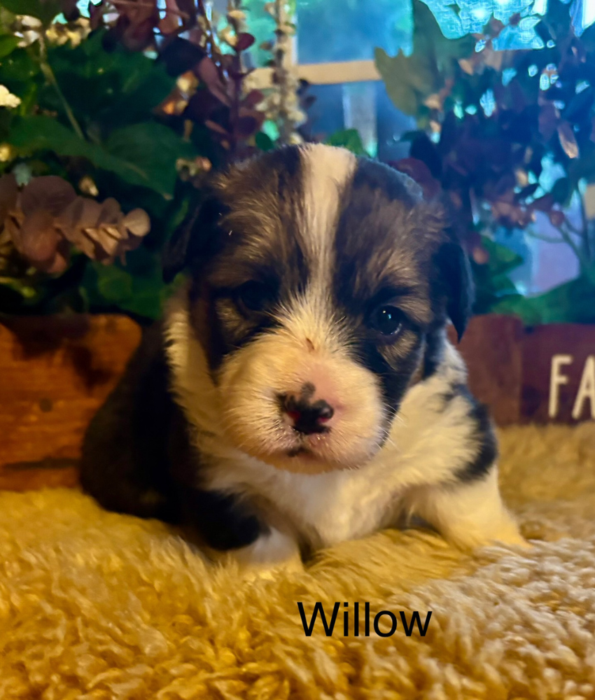 Corgi puppy for sale - Ranch Hand Corgis North Missouri