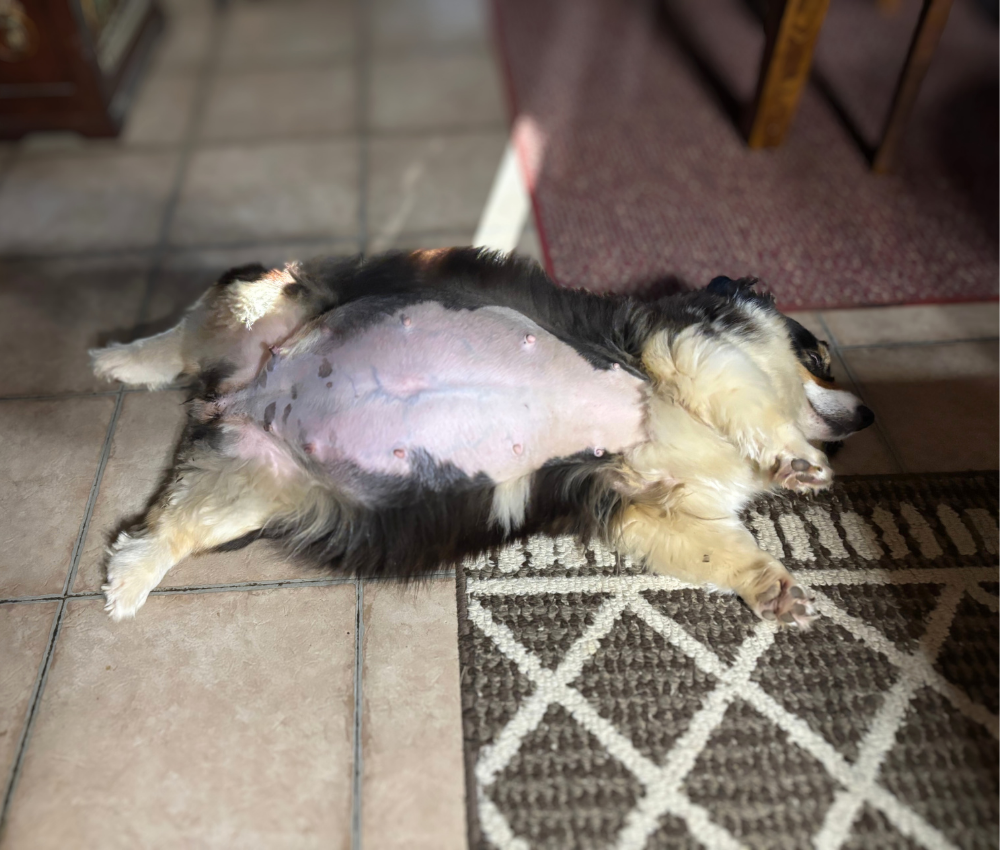Carley Corgi - During Pregnancy