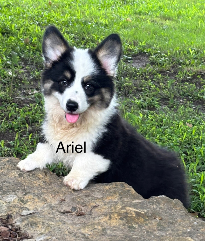 Ranchhand - Beth - Ariel