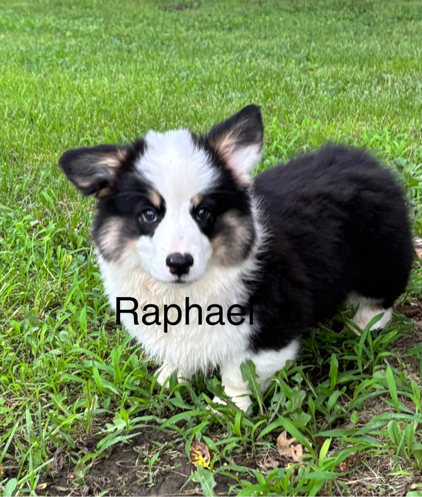 Ranchhand - Beth - Raphael