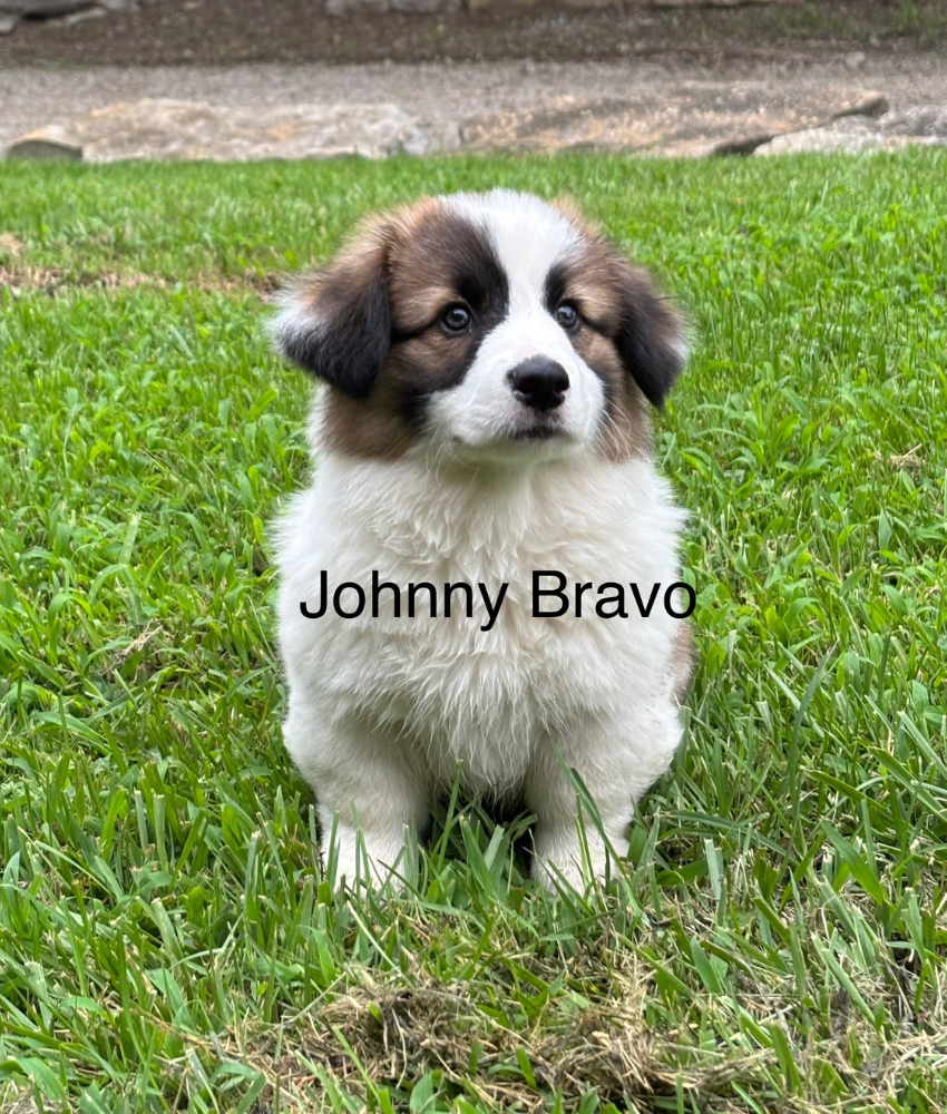 Ranchhand - Tessa - Johnny Bravo