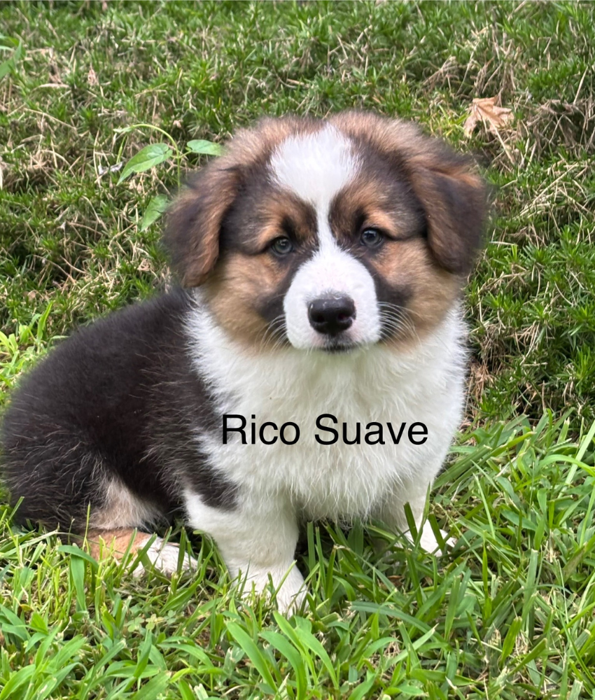 Ranchhand - Tessa- Rico Suave