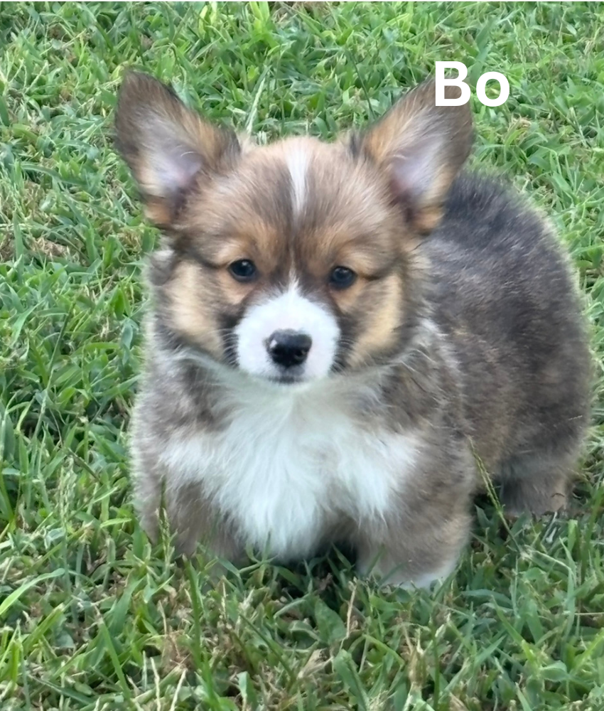 Bo