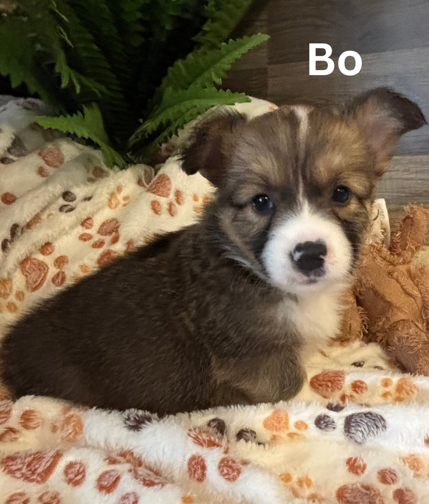 Bo