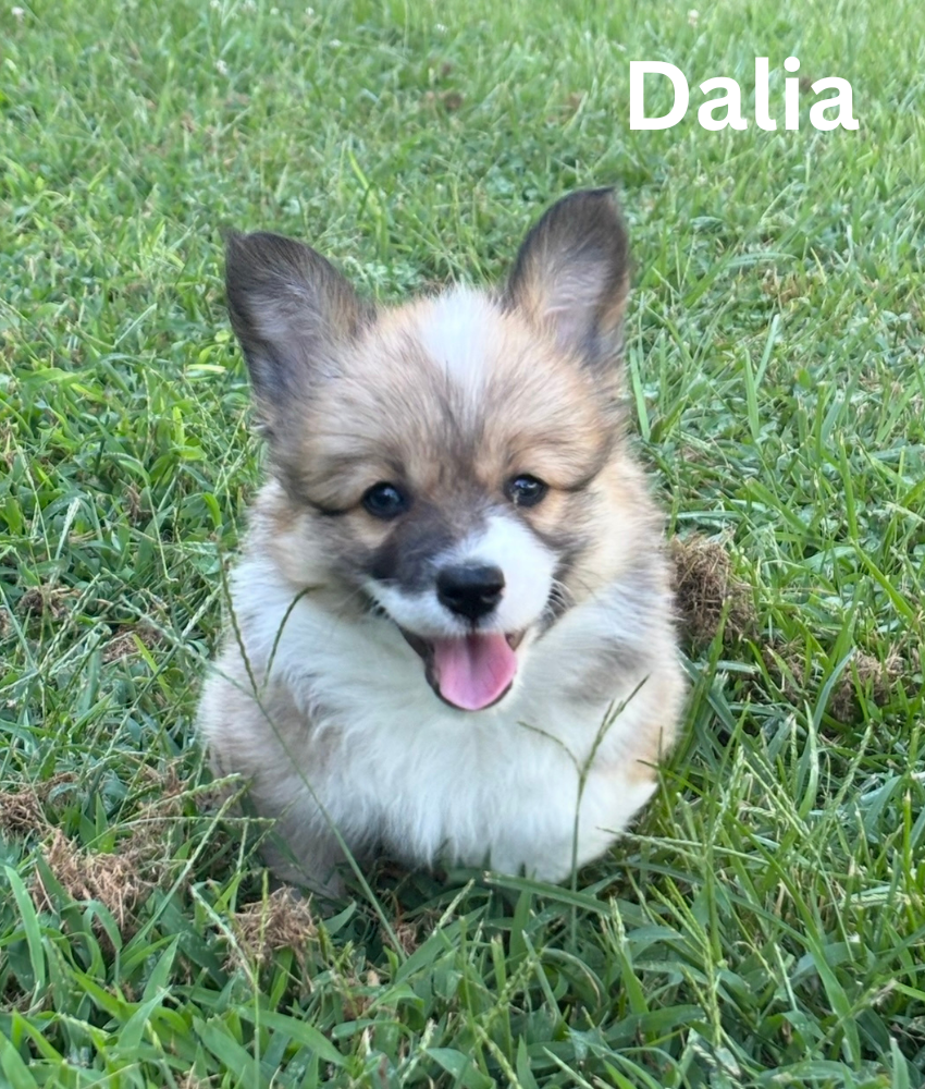 Dalia