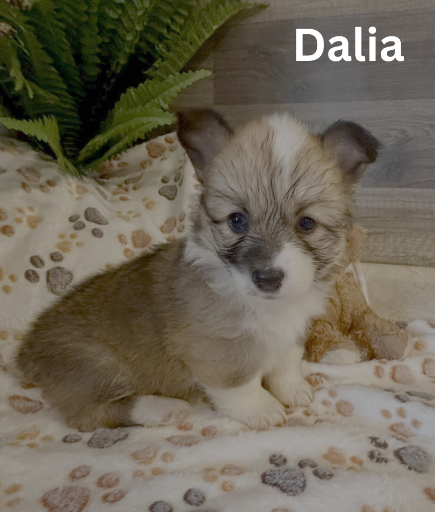 Dalia