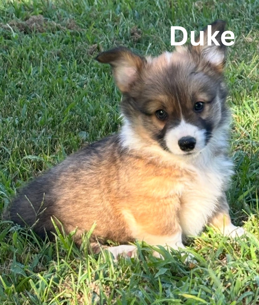 Duke