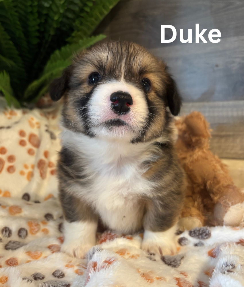 Duke