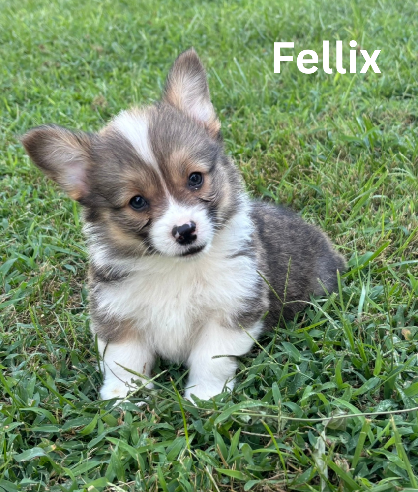 Fellix