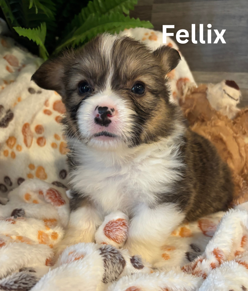 Fellix