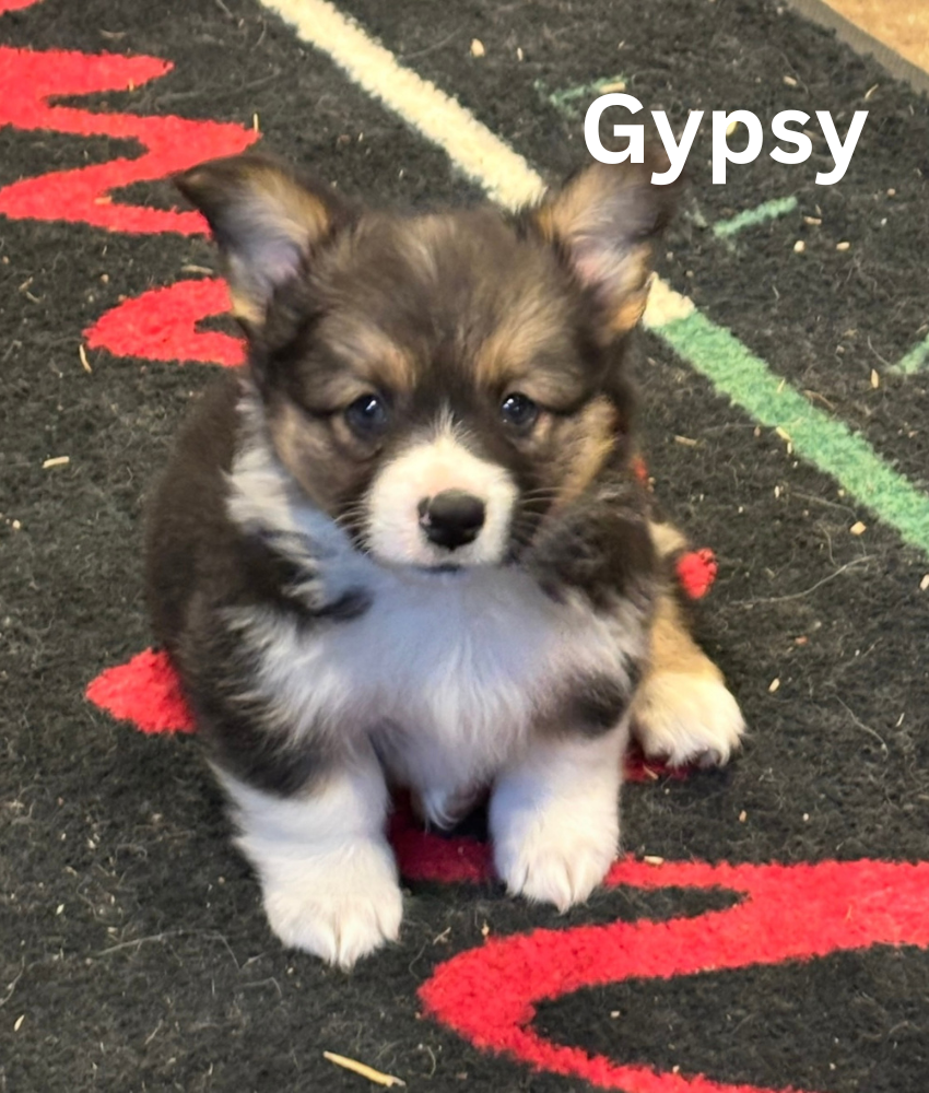 Gypsy (HOMED)