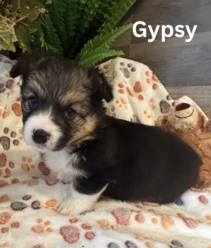 Gypsy (HOMED)