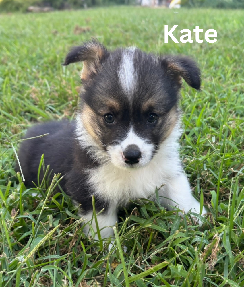 Kate