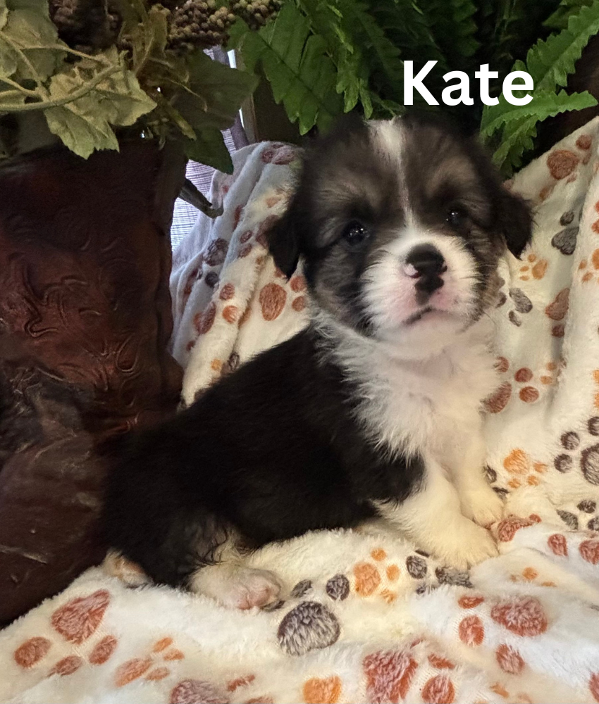 Kate