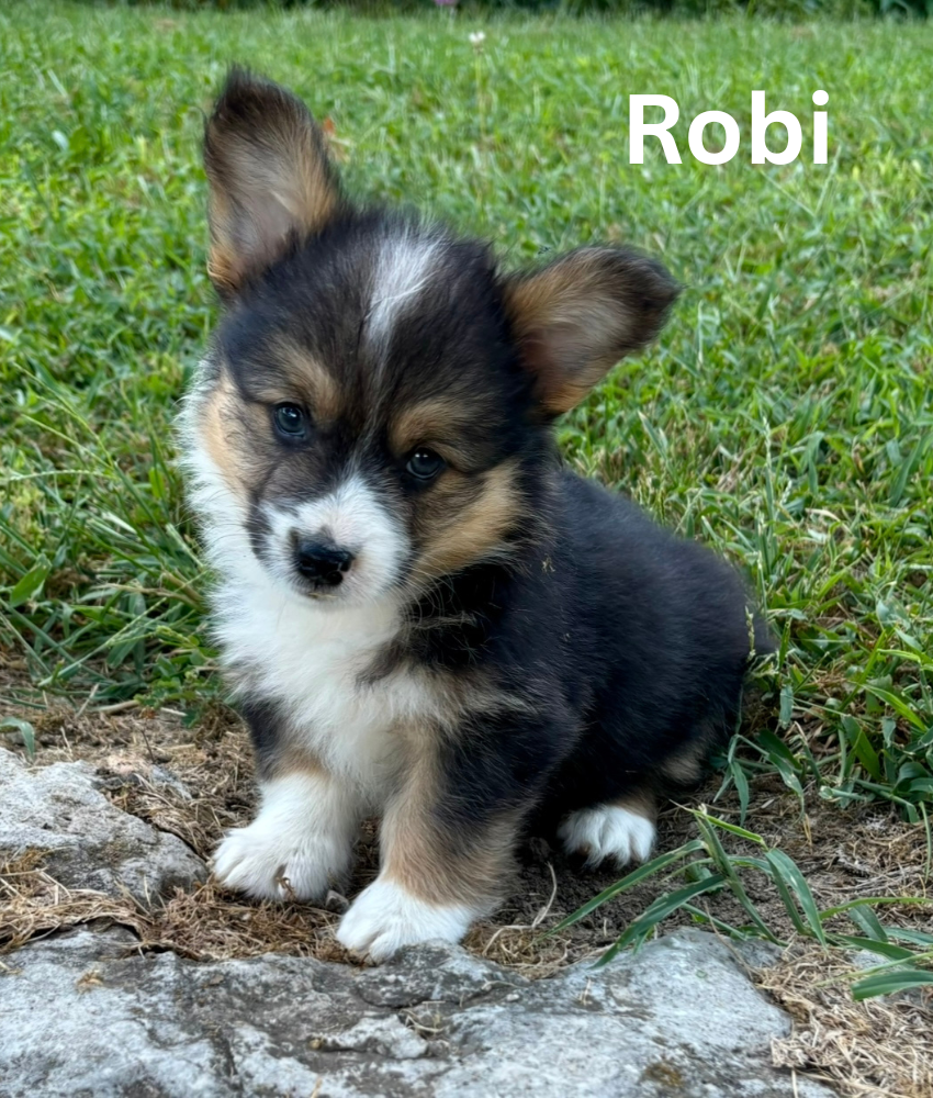 Robi