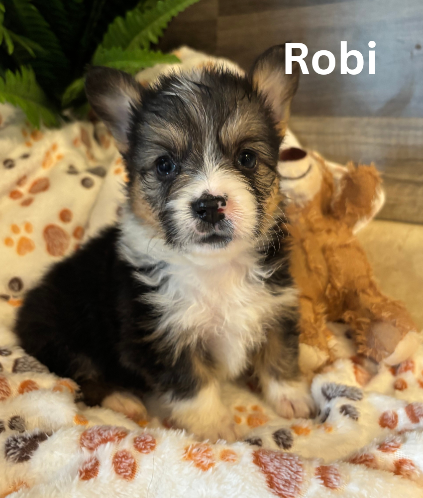 Robi