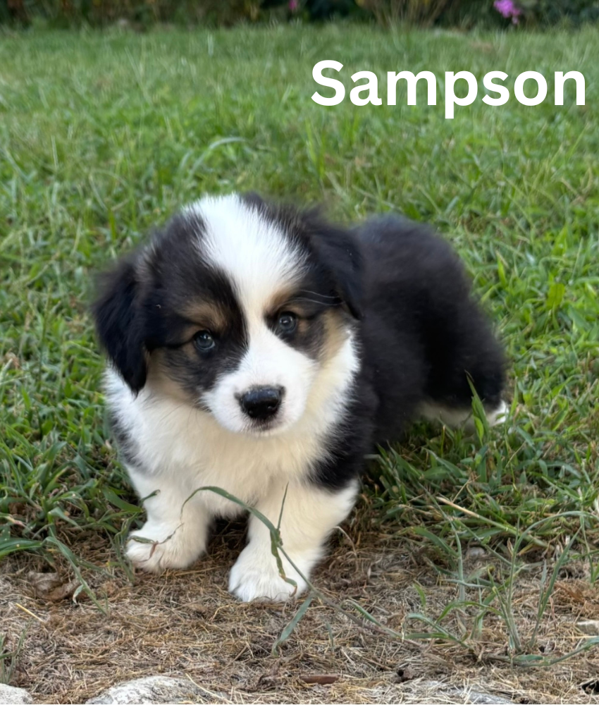 Sampson