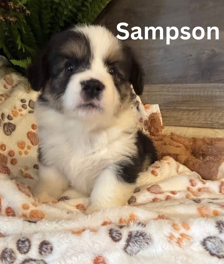 Sampson