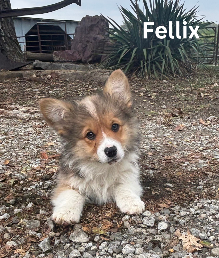 Fellix
