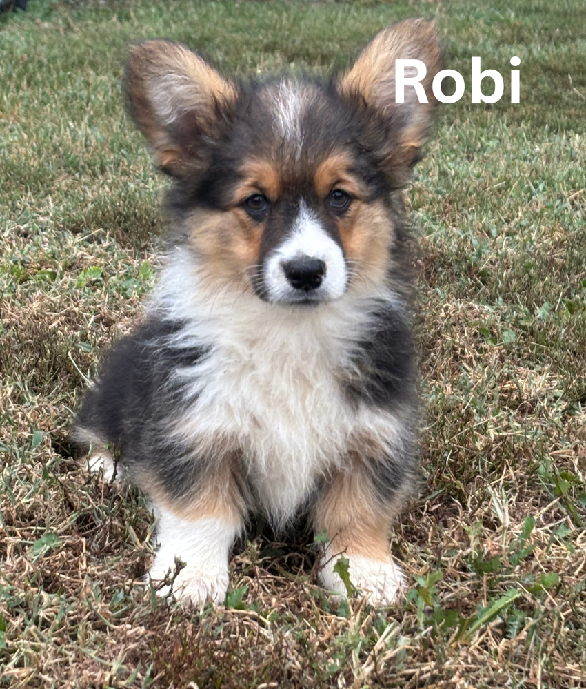 Robi