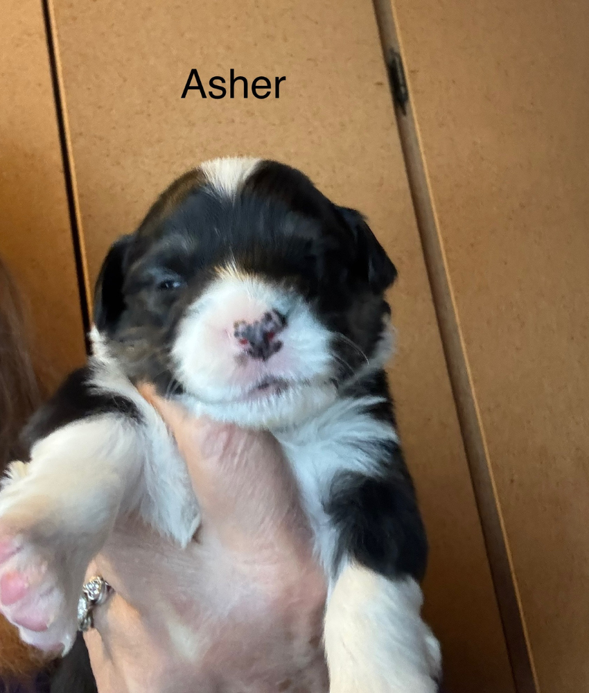 Asher