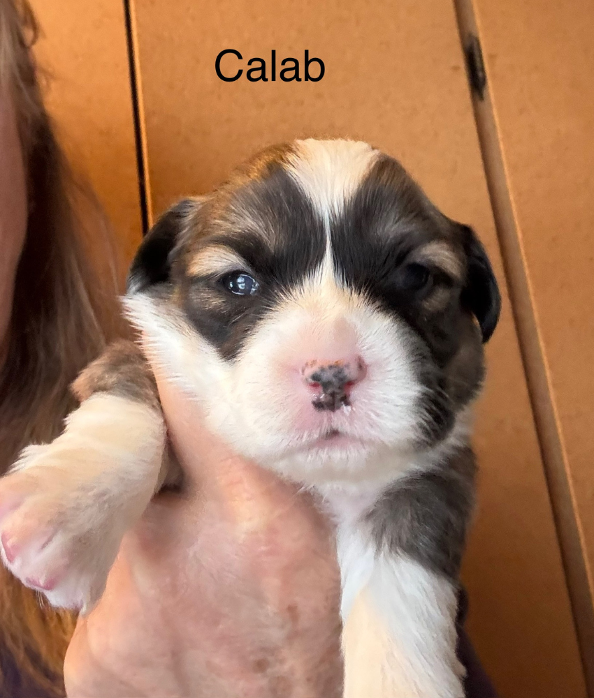Calab