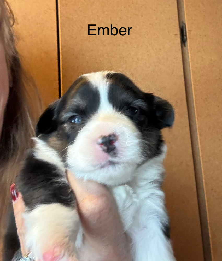 Ember