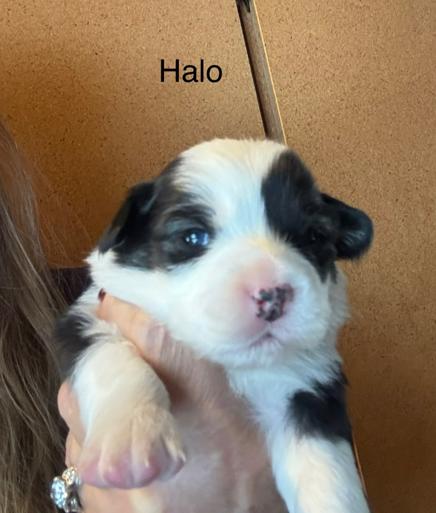 Halo
