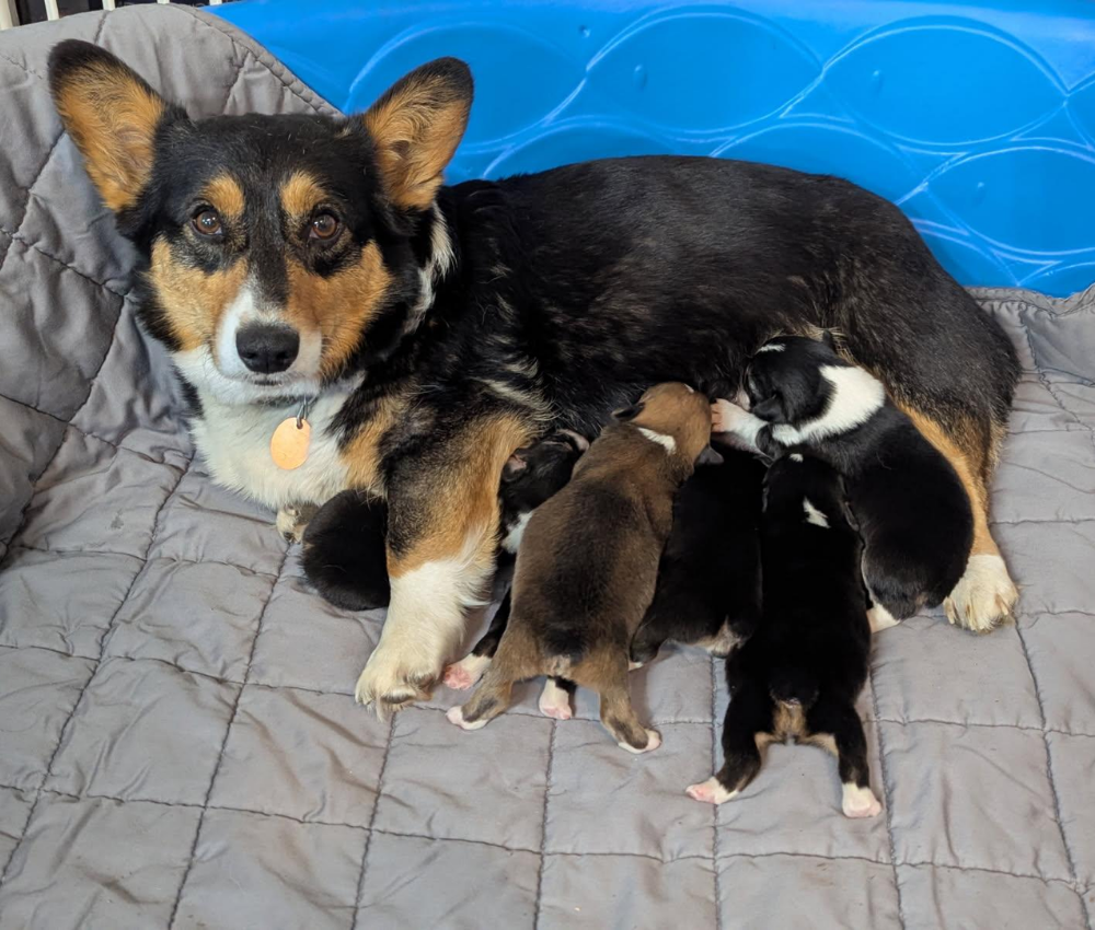 Corgi puppies available in Missouri