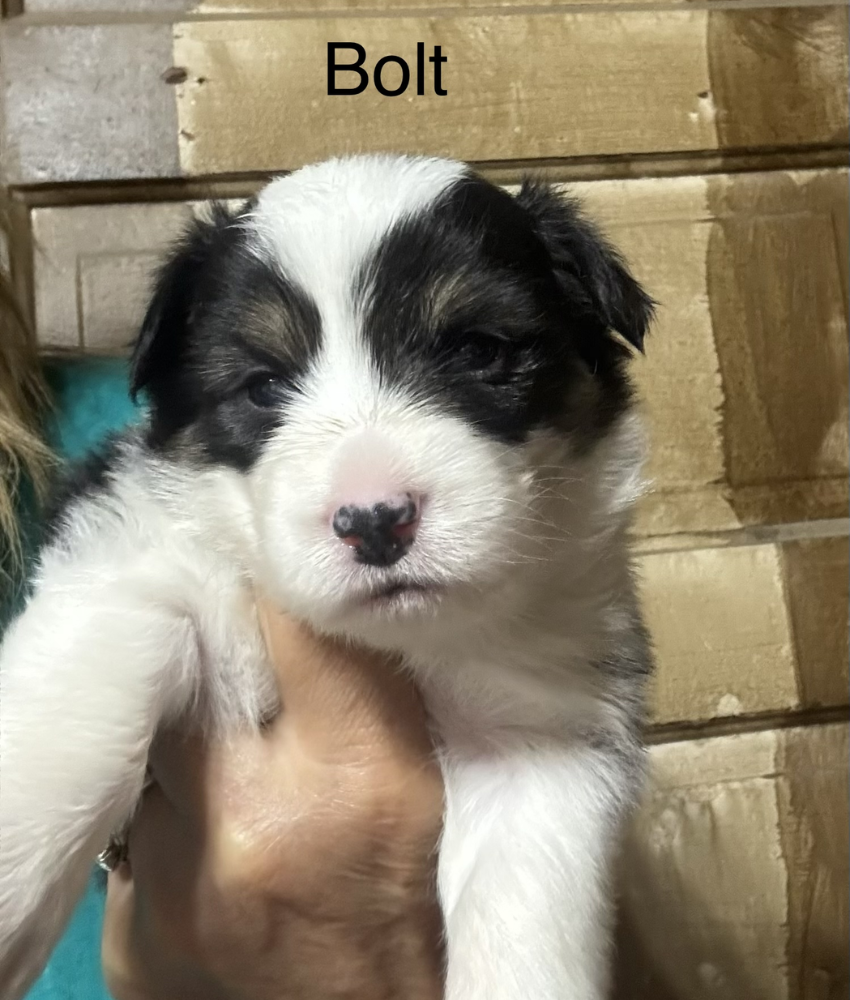 Bolt