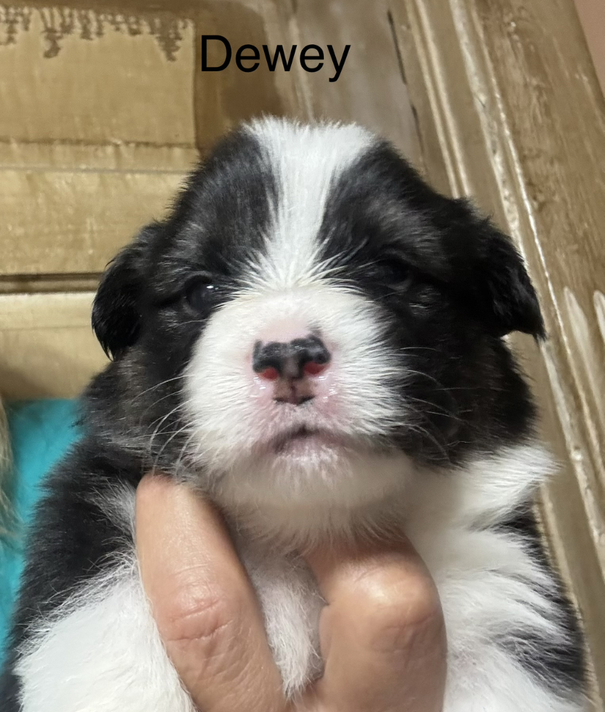 Dewey