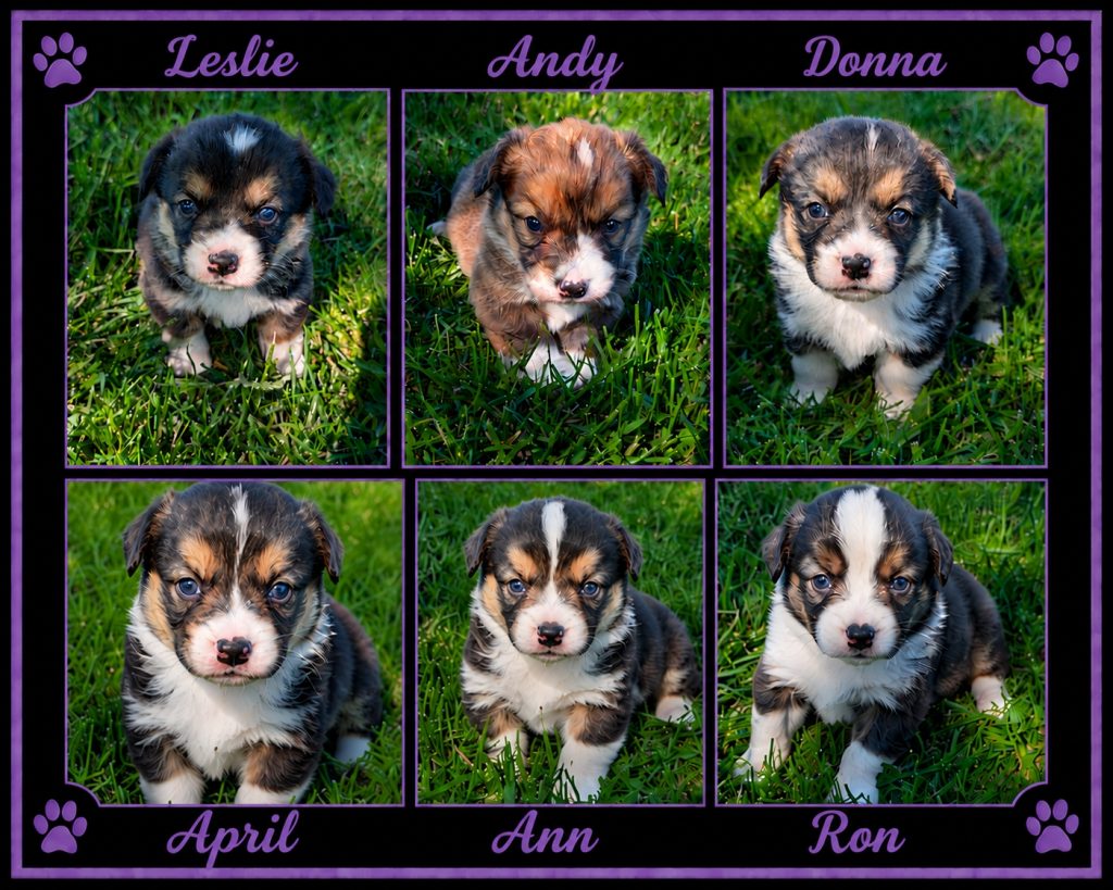 June's Corgi Puppies in Missouri