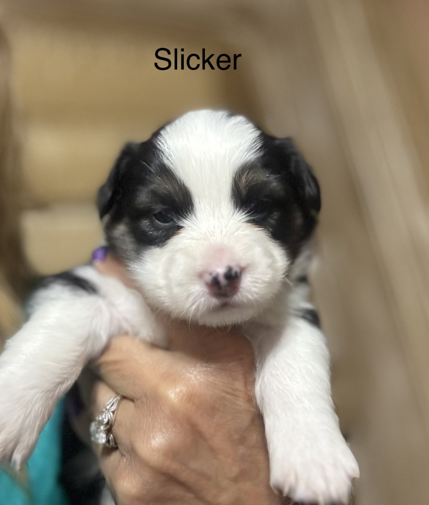 Slicker